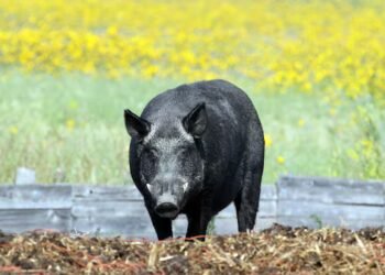 Alberta testing AI-powered drone technology in battle against wild boar