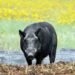 Alberta testing AI-powered drone technology in battle against wild boar