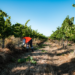 Government reviews RSE visa scheme, report calls for reform
