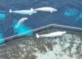 Marineland requesting $10M-$20M federal loan to export belugas to U.S.