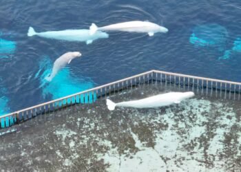Marineland requesting $10M-$20M federal loan to export belugas to U.S.