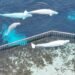 Marineland requesting $10M-$20M federal loan to export belugas to U.S.
