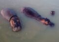 They activate euthanasia to stop the invasion of hippos in Colombia: plan seeks to intervene 80 this year