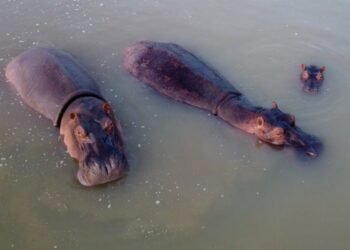 They activate euthanasia to stop the invasion of hippos in Colombia: plan seeks to intervene 80 this year