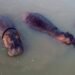 They activate euthanasia to stop the invasion of hippos in Colombia: plan seeks to intervene 80 this year