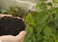 Government participating in EU-level discussions to address high fertiliser prices