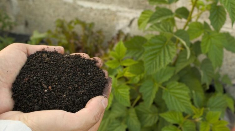 Government participating in EU-level discussions to address high fertiliser prices