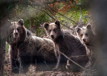 Five bears near the village, dozens more in the vicinity. People are afraid to go to the forest and to the garden – Regions – News