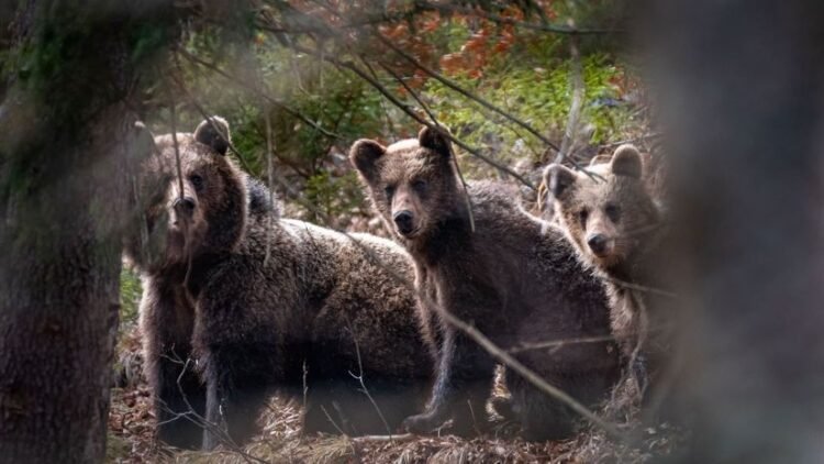 Five bears near the village, dozens more in the vicinity. People are afraid to go to the forest and to the garden – Regions – News