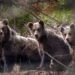 Five bears near the village, dozens more in the vicinity. People are afraid to go to the forest and to the garden – Regions – News