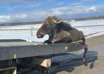 ‘I can’t leave him’: Sask. tow truck driver rescues moose trapped in ice