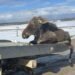 ‘I can’t leave him’: Sask. tow truck driver rescues moose trapped in ice