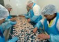 Siumut in Qeqertalik: Shrimp factory must be saved