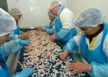 Siumut in Qeqertalik: Shrimp factory must be saved