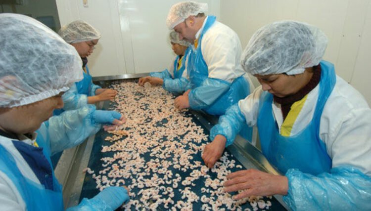 Siumut in Qeqertalik: Shrimp factory must be saved