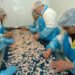 Siumut in Qeqertalik: Shrimp factory must be saved