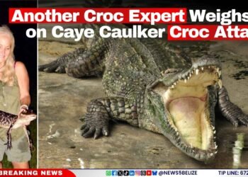 Another Croc Expert Weighs in on Caye Caulker Croc Attack
