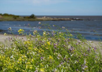 Government launched a US$ 10 million project to promote adaptation to climate change in coastal areas