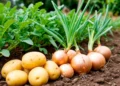 Lebap farmers plan to harvest 19,6 tons of potatoes and 22,5 tons of onions this season