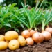 Lebap farmers plan to harvest 19,6 tons of potatoes and 22,5 tons of onions this season