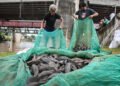 Jakarta declares war on janitor fish as population explodes – Jakarta