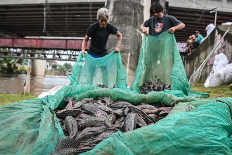 Jakarta declares war on janitor fish as population explodes – Jakarta