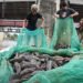 Jakarta declares war on janitor fish as population explodes – Jakarta