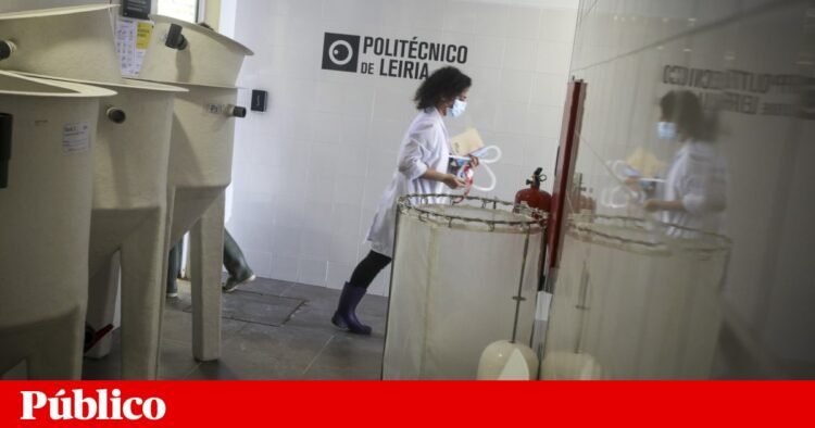 PTRR: 150 million for two new universities and support for institutions in the interior | Higher education