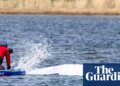 Final steps taken before audacious plan to tow whale stranded in Germany to North Sea | Germany