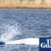 Final steps taken before audacious plan to tow whale stranded in Germany to North Sea | Germany