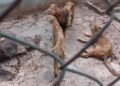Cuba: The lions of Camagüey, between hunger and official denial