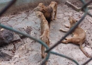 Cuba: The lions of Camagüey, between hunger and official denial