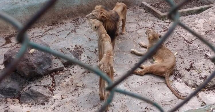 Cuba: The lions of Camagüey, between hunger and official denial