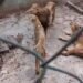 Cuba: The lions of Camagüey, between hunger and official denial