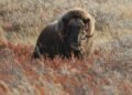Musk ox release studies near Ilulissat