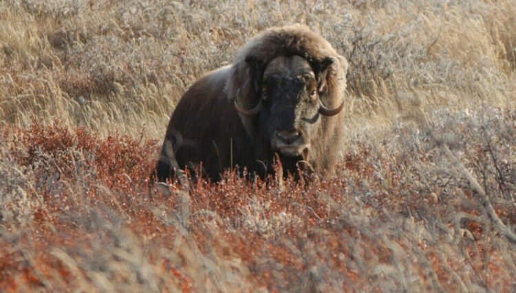 Musk ox release studies near Ilulissat