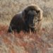 Musk ox release studies near Ilulissat