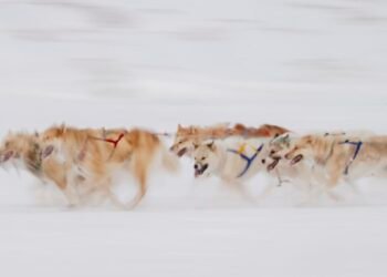Research: Greenland’s sled dog is not a relic of the past – it is undergoing vital change