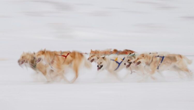 Research: Greenland’s sled dog is not a relic of the past – it is undergoing vital change