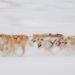 Research: Greenland’s sled dog is not a relic of the past – it is undergoing vital change