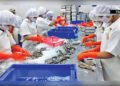 Shrimp Exports Break 10,000 MT Barrier in FY 2025-26