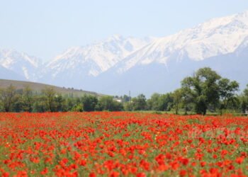 In May, Kyrgyzstanis will rest for 10 days in a row – News from Kyrgyzstan – AKIpress