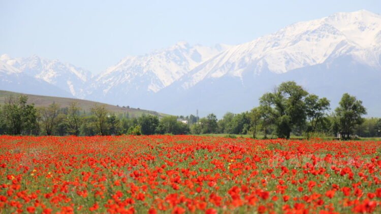 In May, Kyrgyzstanis will rest for 10 days in a row – News from Kyrgyzstan – AKIpress