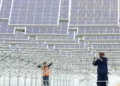 Between war and peace, green energy flourishes