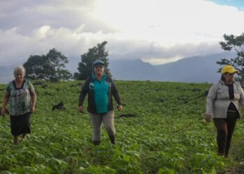 Nicaraguan farmers who farm in Costa Rica