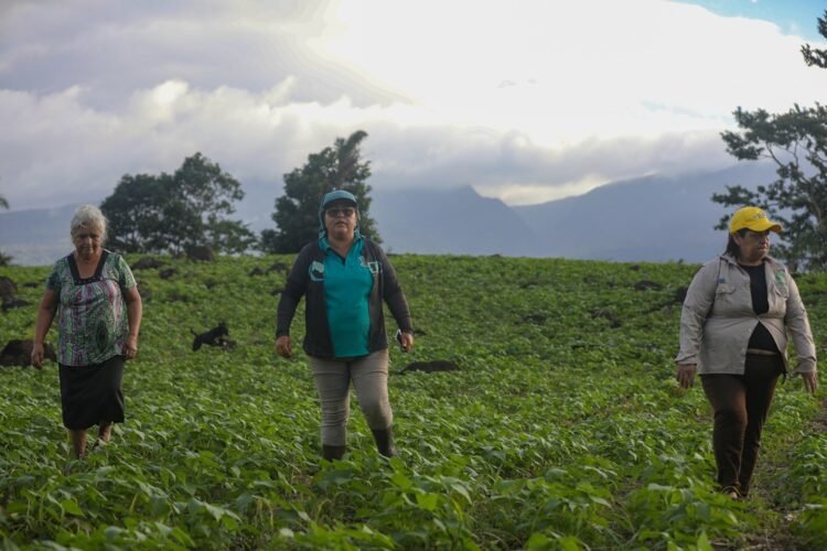 Nicaraguan farmers who farm in Costa Rica