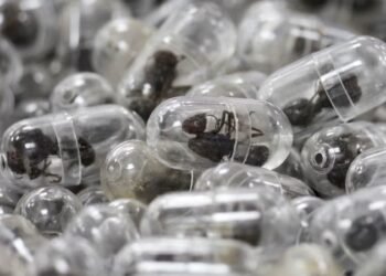 Chinese man jailed after trying to smuggle 2,200 ants out of Kenya in his luggage