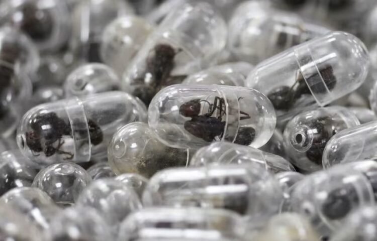 Chinese man jailed after trying to smuggle 2,200 ants out of Kenya in his luggage