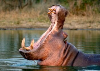 Ecuador is one of the seven countries interested in Pablo Escobar’s hippos | International | News