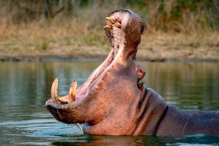 Ecuador is one of the seven countries interested in Pablo Escobar’s hippos | International | News